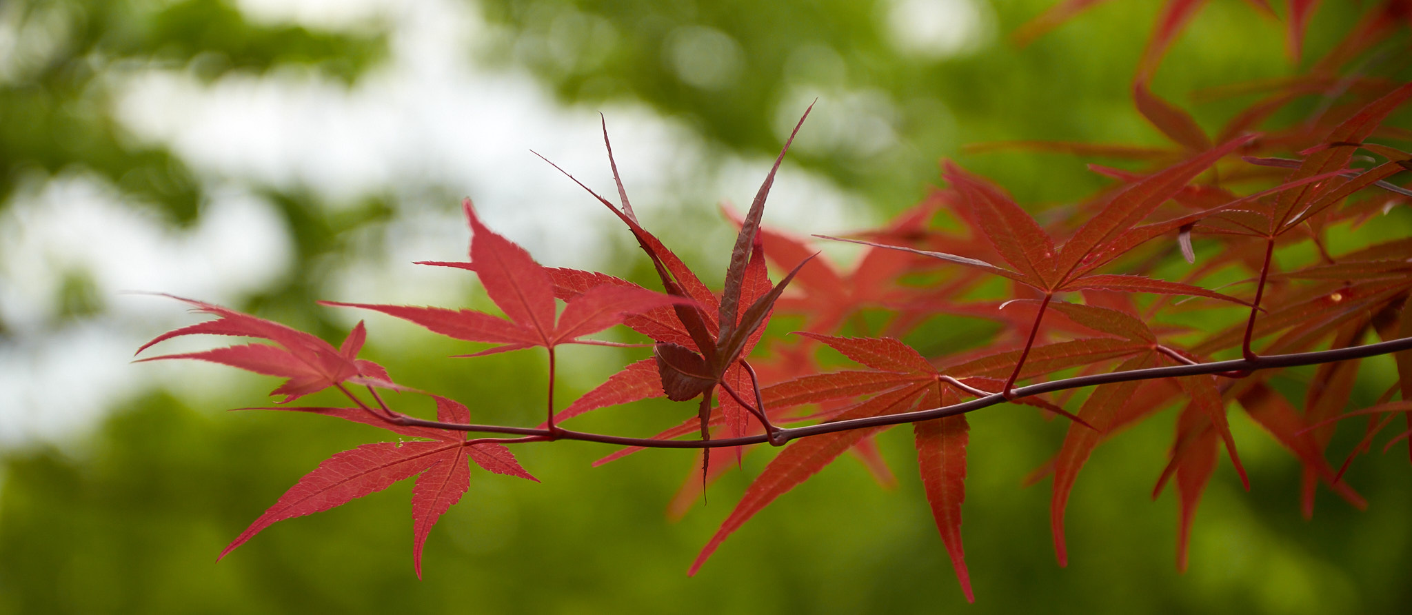 Red Leaves, Photo by ENRD