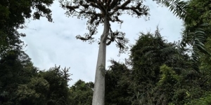 A Ceiba tree stands with grey buttressing roots and a large canopy.
