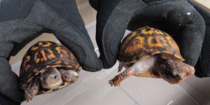 Two box turtles seized from a shipping container
