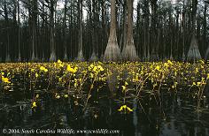Bladderwort Plants of South Carolina