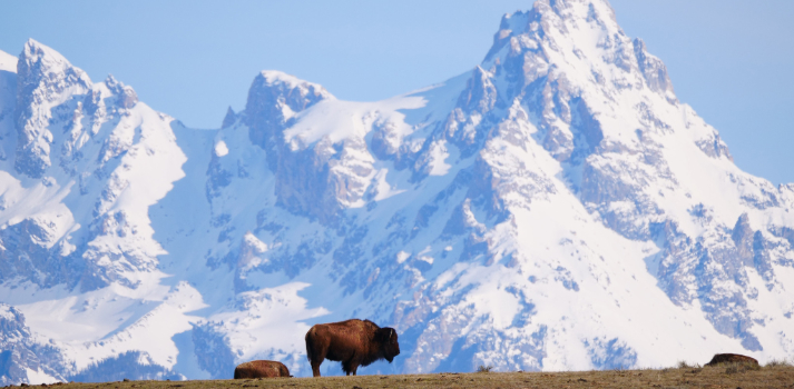 Hero Bison National Elk Refuge, Photo by Kari Cieszkiewicz, USFWS