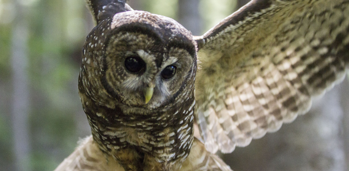 Hero Northern Spotted Owl Courtesy of United States Geological Survey
