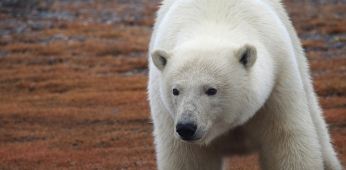 Hero Endangered Species Act Polar Bear Courtesy NOAA