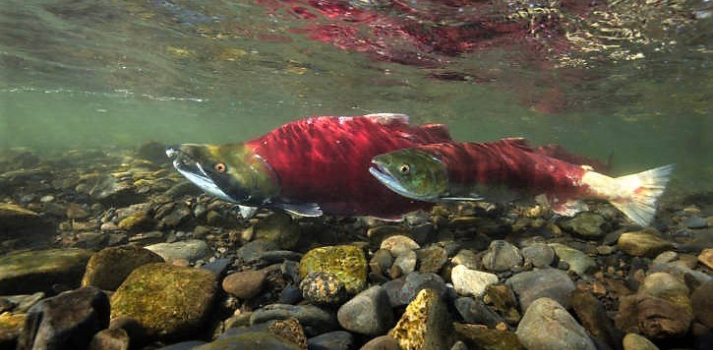 Hero Fisheries Salmon Courtesy U.S. Fish and Wildlife Service