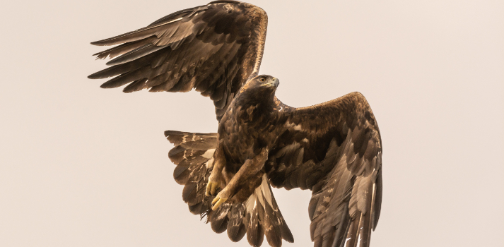 Hero Golden Eagle Flight, Photo by Wendy Miller, ENRD