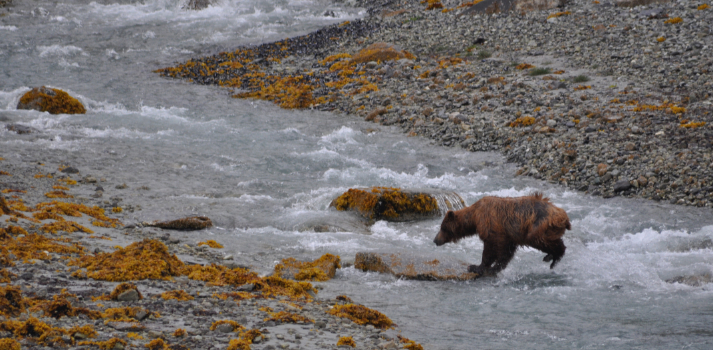 Hero Brown Bear at Glacier Bay National Park, Photo by Matt Marinelli, ENRD 