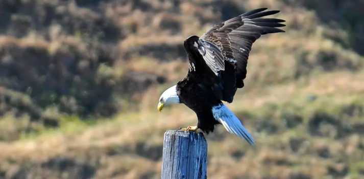 Hero Public Land Bald Eagle Courtesy U.S. Fish and Wildlife Service