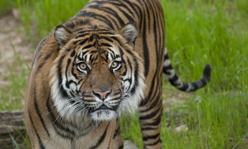 Tiger Courtesy Smithsonian Institute