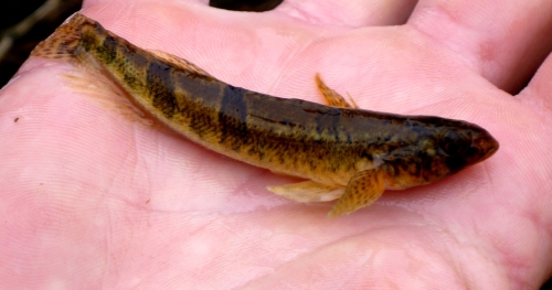 Snail Darter in Hand Courtesy of U.S. Fish and Wildlife Service