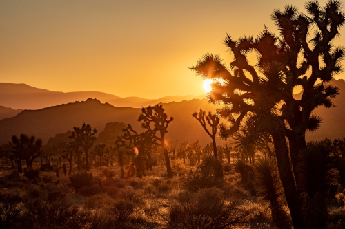 Sunset at Joshua Tree National Park, Photo by Ben McMurtray, ENRD, LAS