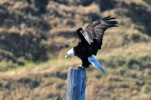 Public Land Bald Eagle Courtesy U.S. Fish and Wildlife Service