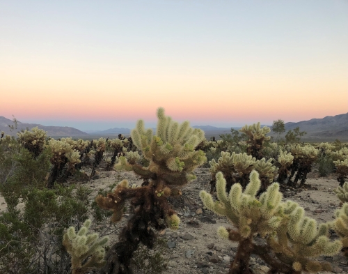 Cholla Cactus Patch, Photo by ENRD, Photographer Hayley Carpenter